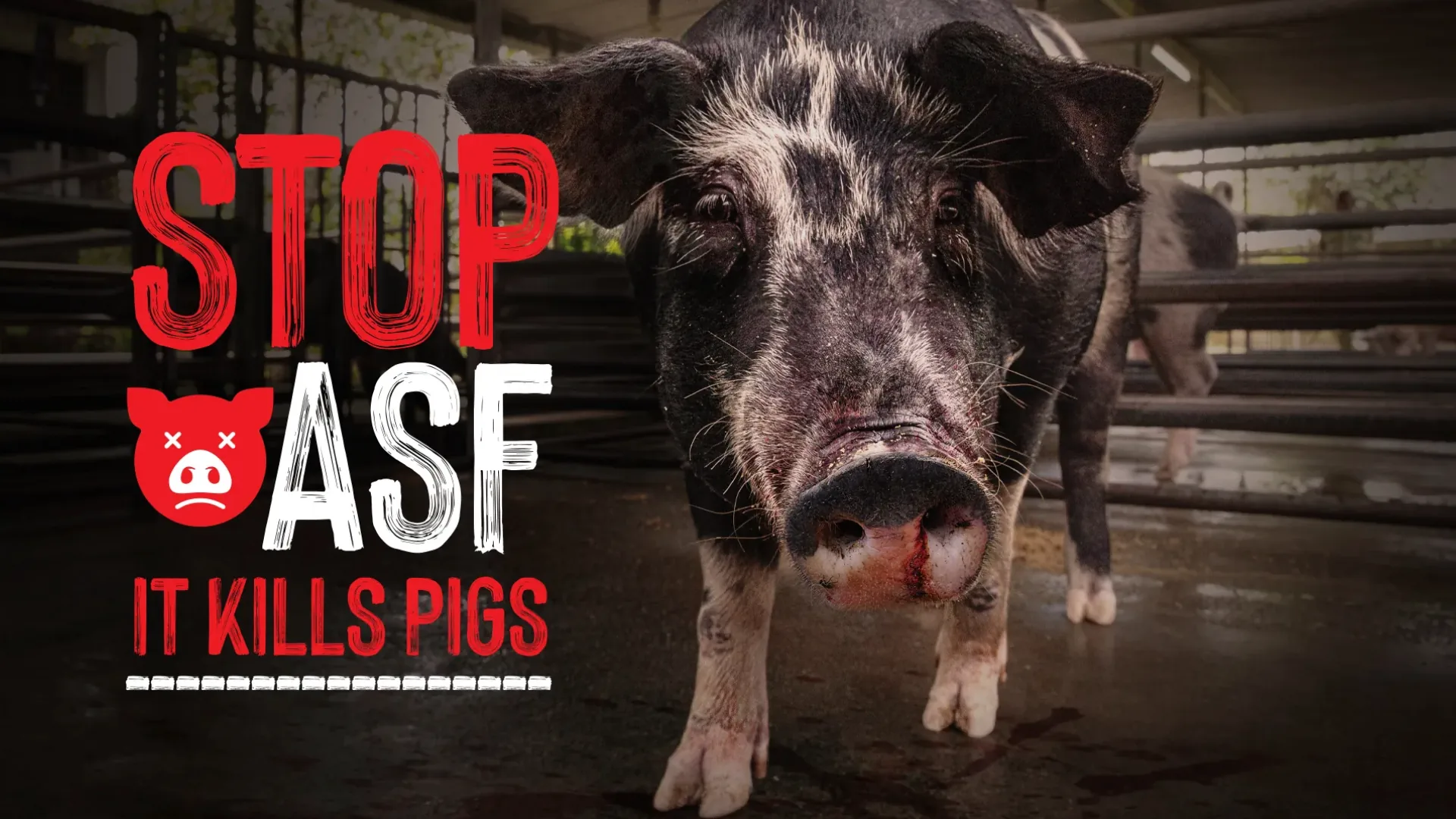 African Swine Fever Awareness Campaign
